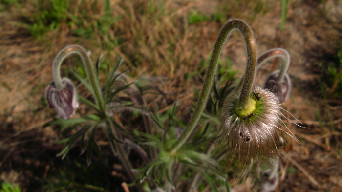 Pulsatilla pratensis aka Small Pasque Flower with ants crawling on top