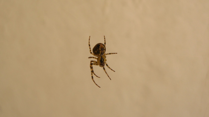 Spider hanging from a thread