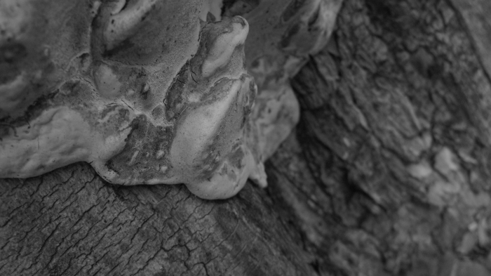 Tree fungus and bark