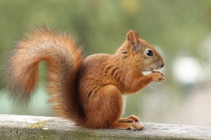 profile view of a squirrel eating almond