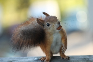 squirrel tilting its head with an almond in its mouth