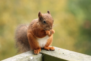 squirrel eating an almond