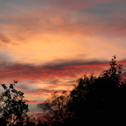 An autumn sky at sunset with treetops in the foreground