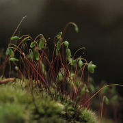 Fragile vegetation growing on moss
