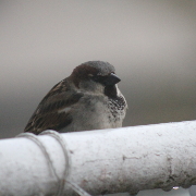 Bird sitting on a balcony railing