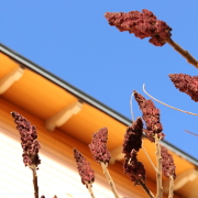 Flowers of a staghorn sumac