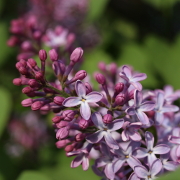 Open and closed lilac blossoms