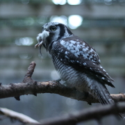 Owl having a rat eating break on a branch