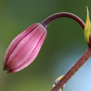 Flower bud with tiny leaves