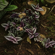 Colorful stripes of tradescantia zebrina leaves on the ground