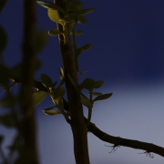 Tall Kalanchoe with occasional leaves lit by street lamps shot against the night sky and clouds
